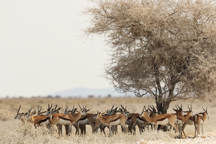 Serengeti National Park 3