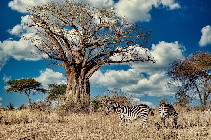 Serengeti National Park 2